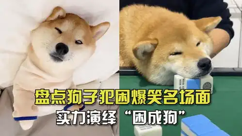 盘点狗子犯困爆笑名场面实力演绎困成狗,直翻白眼笑疯了
