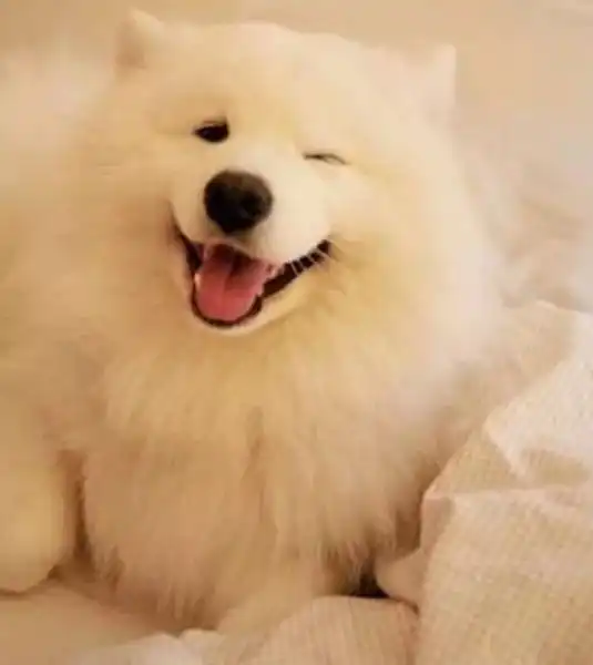 16款笑容最治愈的狗狗,太暖了....快看看你家狗子在不

