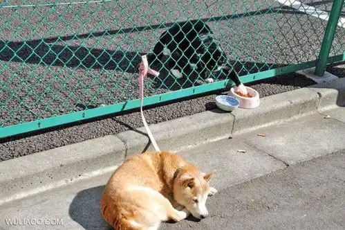 搞笑图片当宠物遇到兽医时
