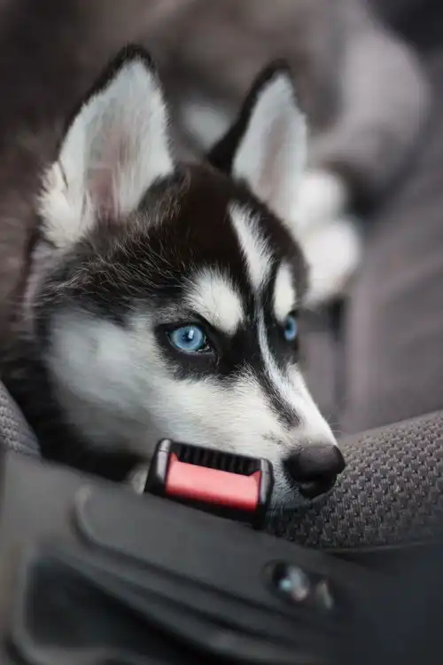 雪橇犬哈士奇高清素材摄影图
