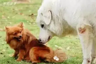 狗狗智商排名,看看你家狗狗排第几
