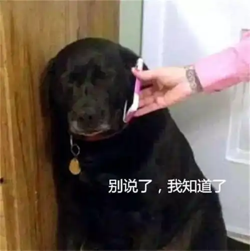 狗狗不听女主人的话,却被男主人电话训哭了,委屈模样引人爆笑
