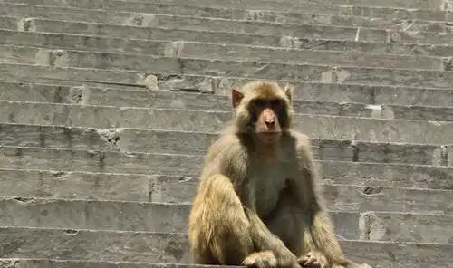 河南与山西交界,有座冷门又好玩的猴山,藏有3800只野生猕猴
