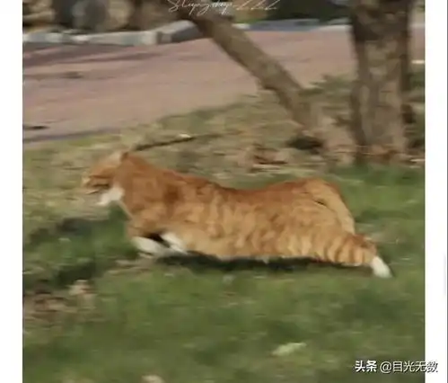 十七张搞笑图片
