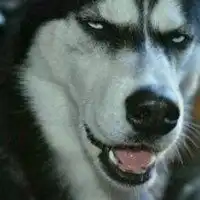 逗比柴犬恶搞头像微信头像图片大全