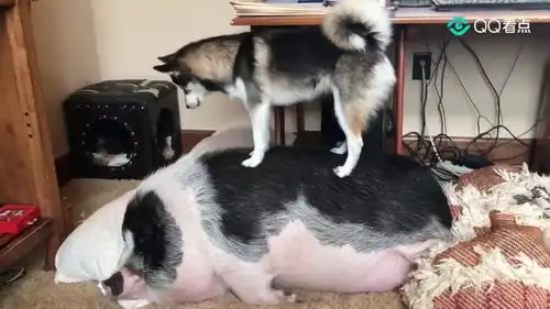 搞笑看看哈士奇如何叫醒一只猪
