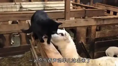 猫咪坐汽车,害怕雨刷刮到自己的耳朵,接下来的举动太搞笑了
