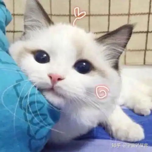 猫口炎偏方,猫口炎有什么偏方
