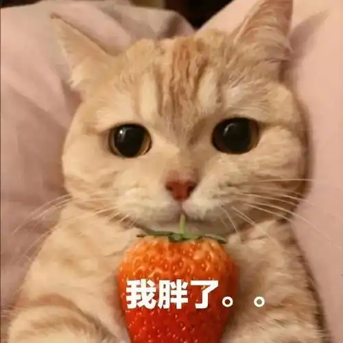 表情包动图丨熊猫头搞笑表情包图片大全
