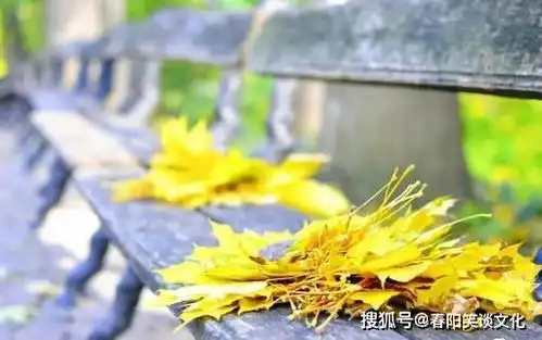 向往的生活,老去的日子,也很可爱
