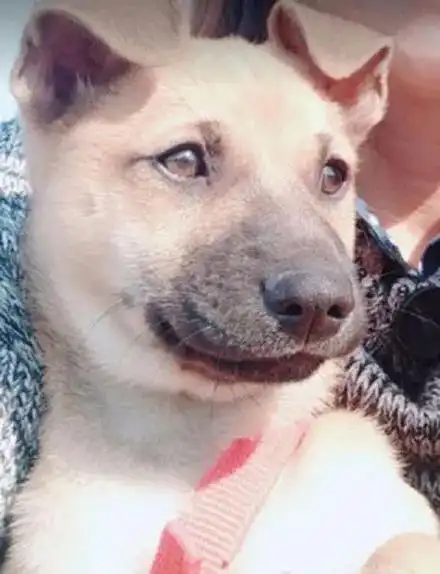 专门叮嘱狗子不要追蜜蜂,没想到它还是肿成猪头回来
