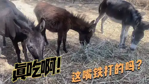 带刺的黑枸杞树毛驴真吃吗妹子特意跑去驴棚验证,真不怕扎嘴
