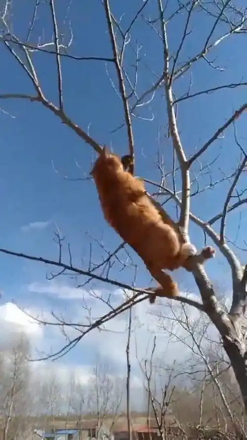 搞笑爬树抓老鼠,现在还有这门手艺的猫不多了

