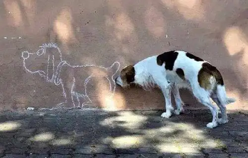 搞笑图片幽默段子笑话好想养条柴犬啊太萌了
