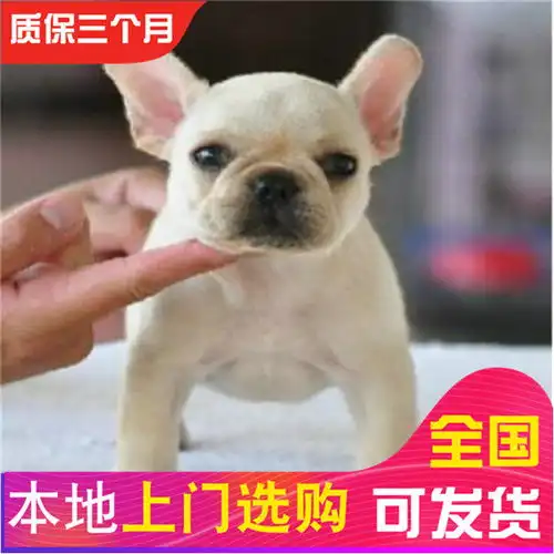 图可货到付款可基地挑选精品法国斗牛犬签协议包健康湖州宠物狗湖州列表网
