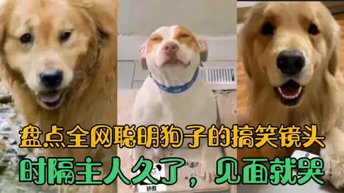 盘点全网聪明狗子的搞笑镜头,时隔主人久了,见面就哭呀