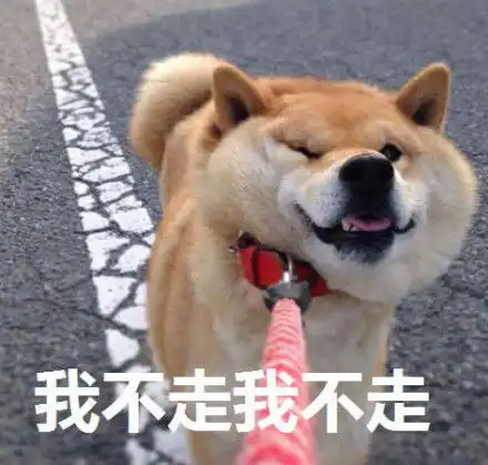 柴犬表情包带文字柴犬