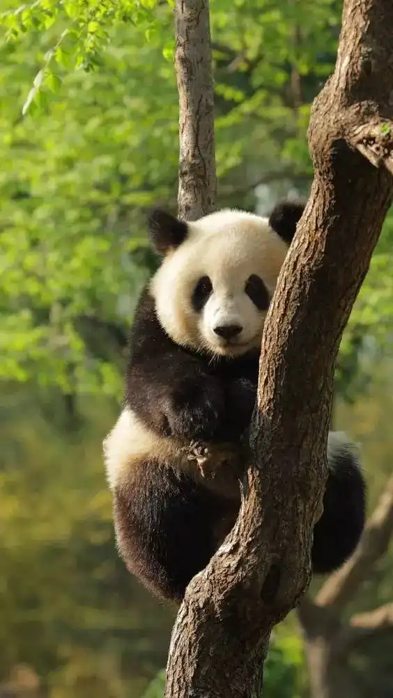 罕见国宝照片太有爱了
