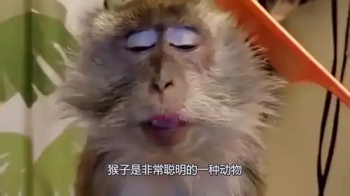 镜头记录猴子模仿人照顾孩子,全场爆笑
