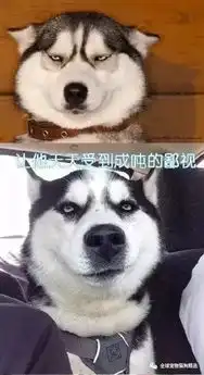 据说,二哈又有了一项新功能,那就是报复前男友
