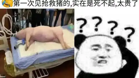 猪别救了救起来还得上菜桌σд网络上那些爆笑的沙雕图ω第236期
