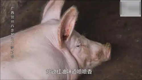 广西大妈自娱自乐与猪对山歌,这头猪的配音太搞笑了
