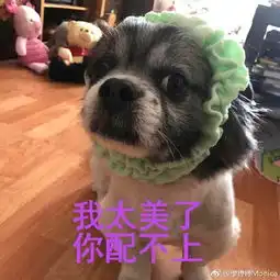 累成狗表情包下载累成狗表情包最新完整版无水印
