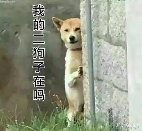 额,你们有没有有趣的狗狗表情包
