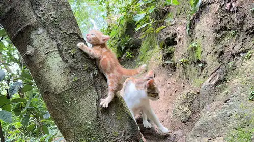 芒果教小猫爬树本领
