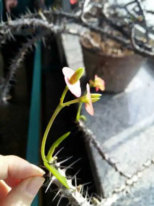黑色带刺的木本植物
