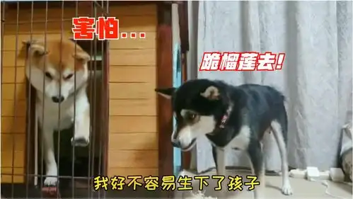 爆笑萌宠柴犬妈刚哄孩子们睡下,狗爸又吵醒它们,主人捅了马蜂窝了
