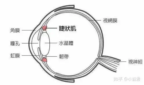分清自己是不是真的近视,否则眼镜一戴摘不下来
