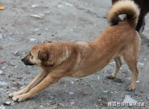 养狗多年的你,可能都不知道狗狗伸懒腰的秘密
