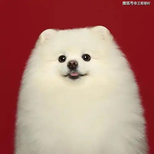 搞笑图片舔狗的反击
