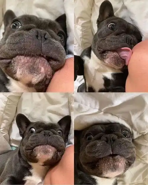 这些可爱的斗牛犬,萌到你了吗

