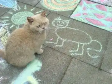 猫咪的休闲时光组图搞笑图片
