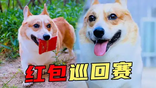 狗狗成精了,红包被主人偷走后,狗子竟然还能靠鼻子去找了回来
