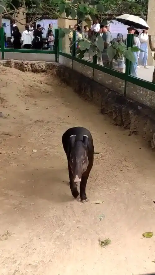 滑稽搞笑这是什么猪啊
