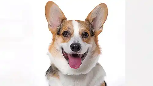 狗狗动物可爱宠物表情高清犬科小狗欢乐活力广告素材下载至来源处
