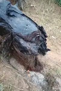 男子钓鱼时捞出一块木头,后面的大爷说你捡到宝了
