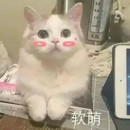 你还在撸猫撸狗,高端玩家已经在撸机器人了

