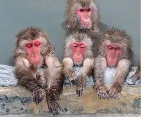 日本猴子山温泉开业吸引游客看猕猴泡澡
