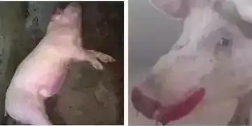猪病呼吸道三大杀手
