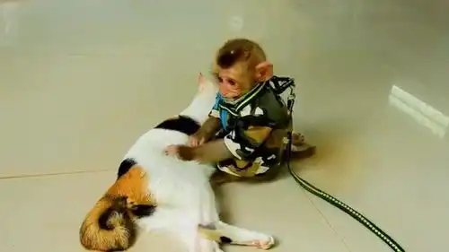 猴子好朋友,呆萌的一对,有趣

