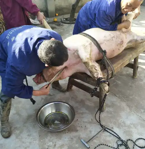 围观杀年猪全程,吹猪泡吃杀猪饭在外的弋阳人,你妈妈喊你回家过年喽
