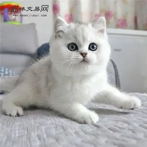 英国短毛猫该如何才能调教的好训练英短猫技巧
