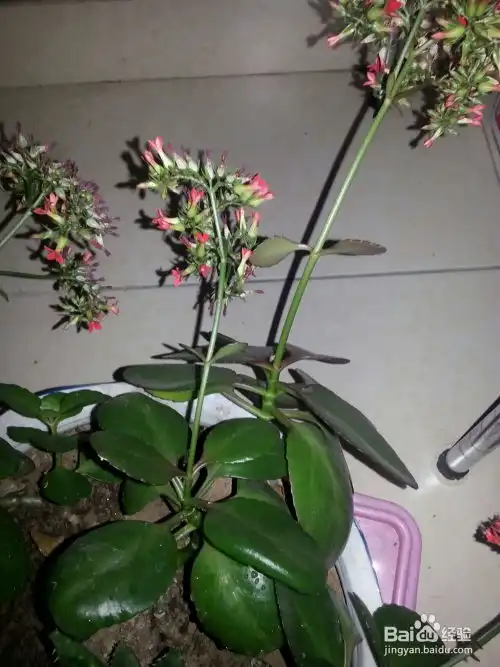 儿童房不宜摆放的植物
