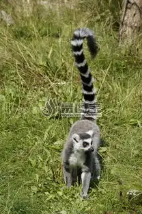 草地上的狐猴商用正版图片下载图片id1585526动物世界正版图片
