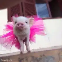超萌小猪走红网络镜头感十足

