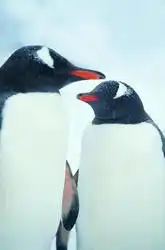 企鹅世界图片企鹅世界图
